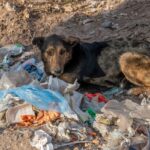 Isaac López : «Instamos al Gobierno a que haga cuanto antes un Centro de Protección Animal»
