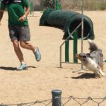Pinto se convierte en la capital regional del Agility este fin de semana